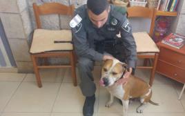 כלב האמסף שנגנב למטרות שימוש בקרבות כלבים (צילום: חטיבת דובר המשטרה)