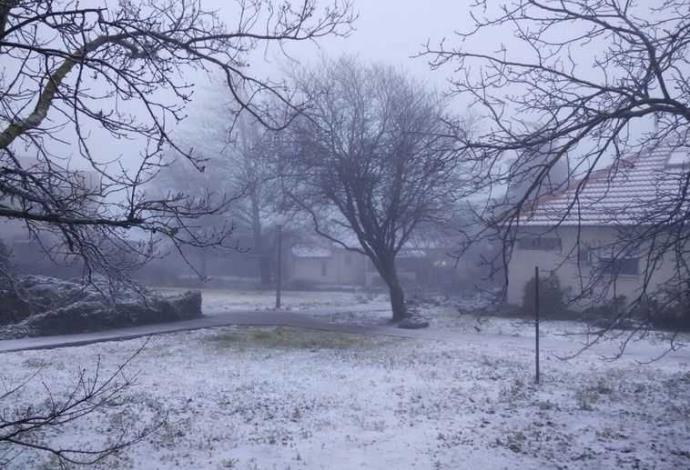 שלג באלוני הבשן (צילום:  יסכה דקל)