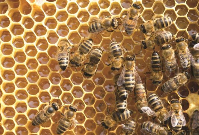 דבורים, דבש (צילום:  אינגאימג)
