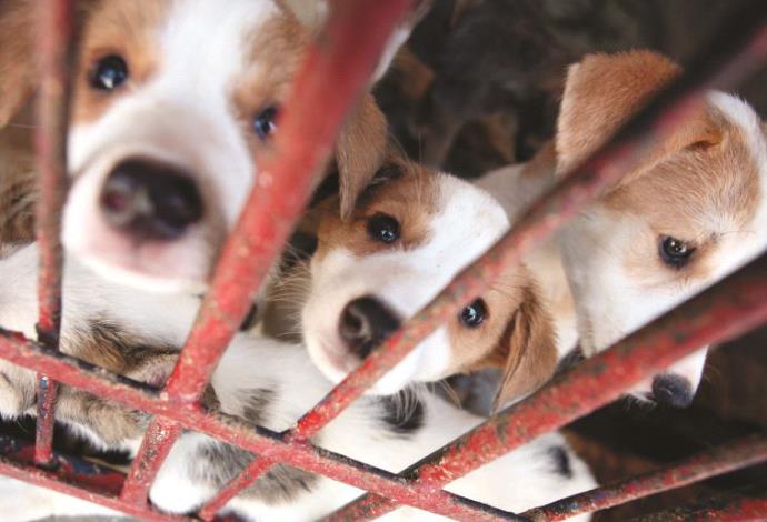 כלבים בהסגר (צילום:  מאיה לוין, פלאש 90)