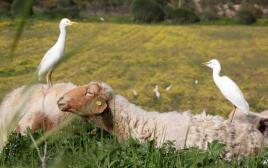 כבשים (צילום: מרק ישראל סלם)