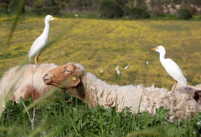 כבשים (צילום:  מרק ישראל סלם)