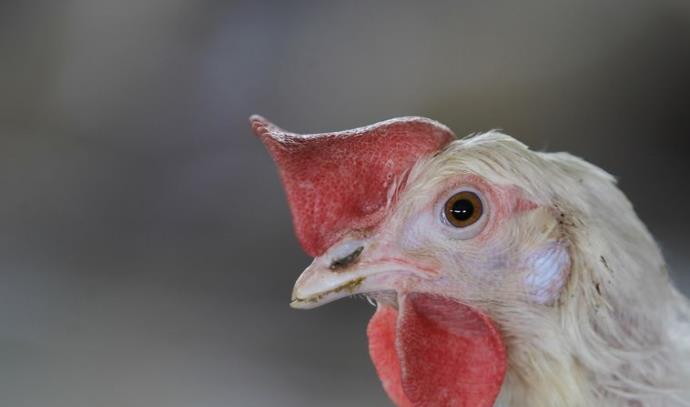 תרנגולת לול (צילום: פלאש 90)