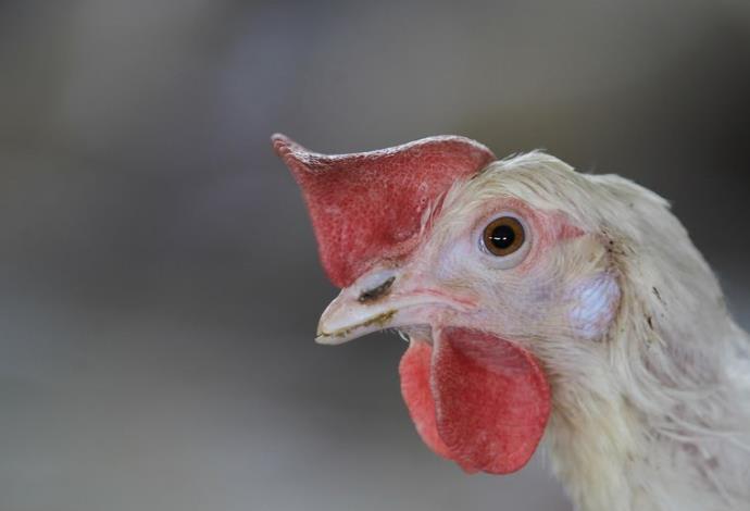 תרנגולת לול (צילום:  פלאש 90)