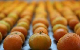 תפוזים (צילום: פלאש 90)