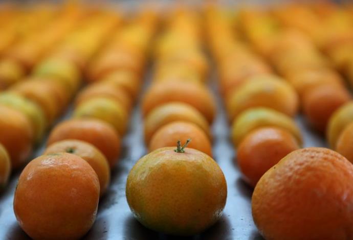 תפוזים (צילום:  פלאש 90)