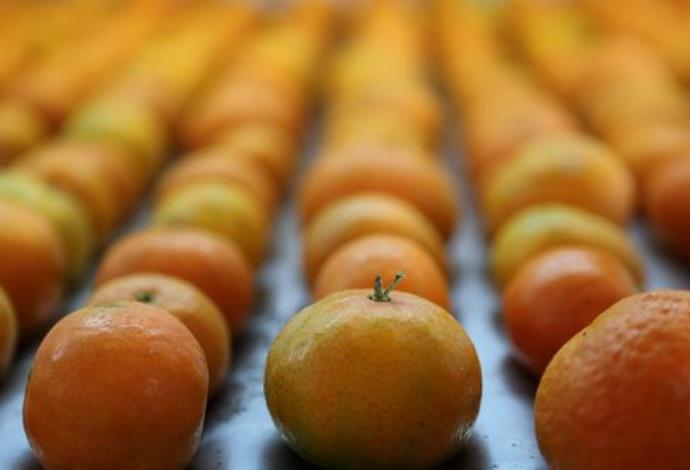 תפוזים (צילום:  פלאש 90)