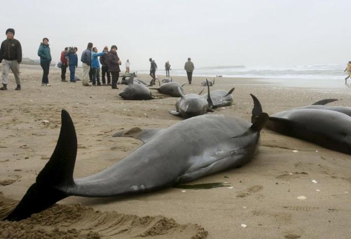 דולפינים נסחפו אל החוף ביפן (צילום:  רויטרס)