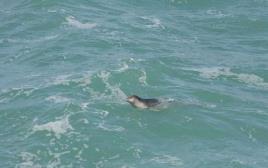 כלב ים  (צילום: מיה אלסר)