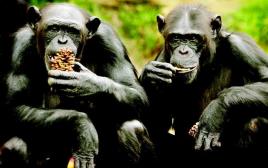 שימפנזים (צילום: רויטרס)