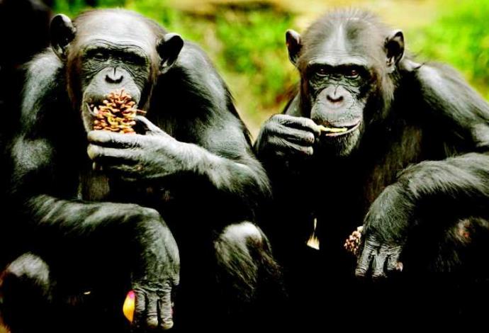 שימפנזים (צילום:  רויטרס)