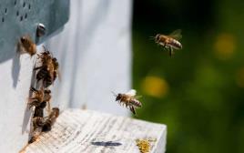 דבורים (צילום: אינגאימג)