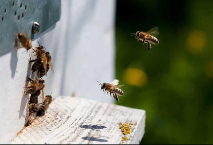 דבורים (צילום:  אינגאימג)