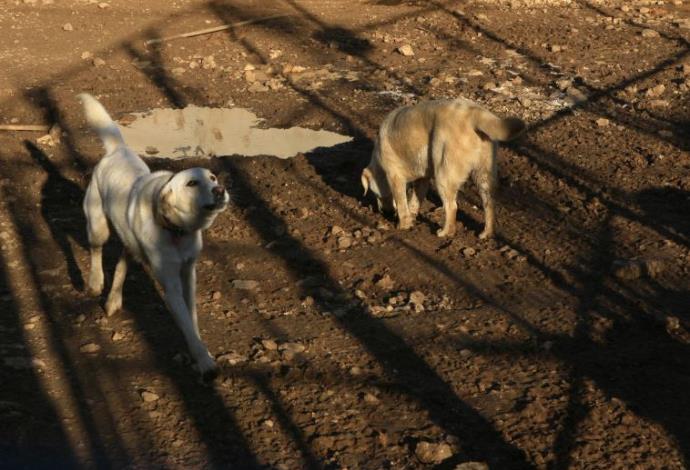כלבים (צילום:  נתי שוחט, פלאש 90)