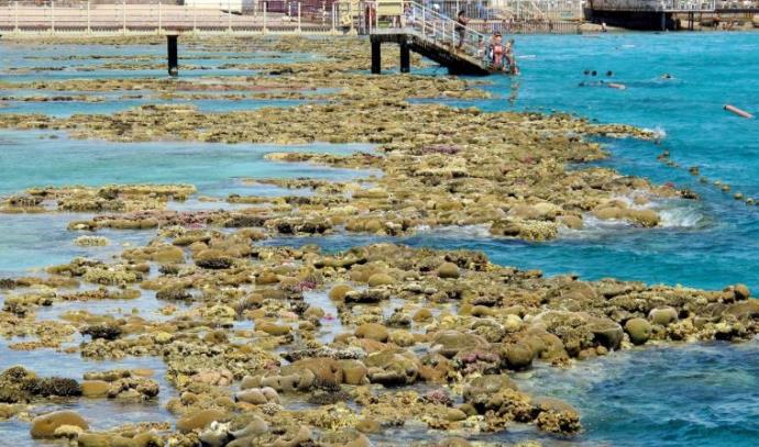 חוף האלמוגים באילת (צילום: יח"צ)