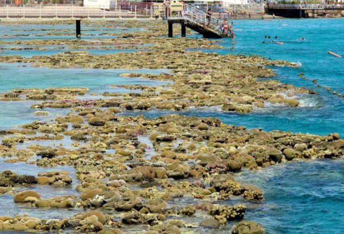 חוף האלמוגים באילת (צילום:  יח"צ)