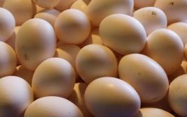 ביצים  (צילום: פלאש 90)