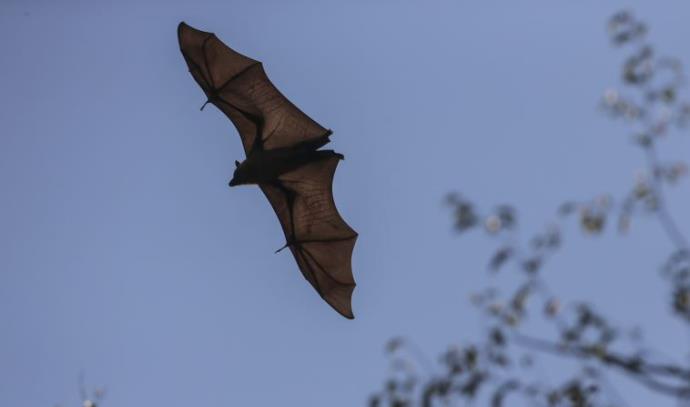 עטלף פירות גדול (צילום: פלאש 90)