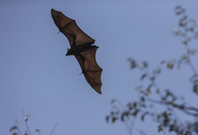 עטלף פירות גדול (צילום:  פלאש 90)