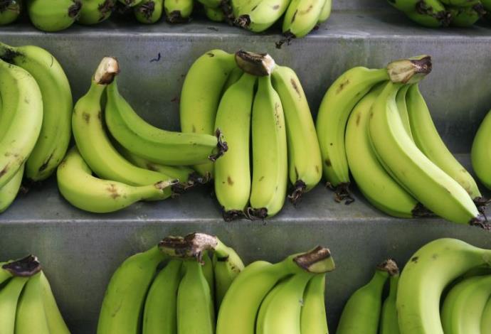 בננות (צילום:  פלאש 90)
