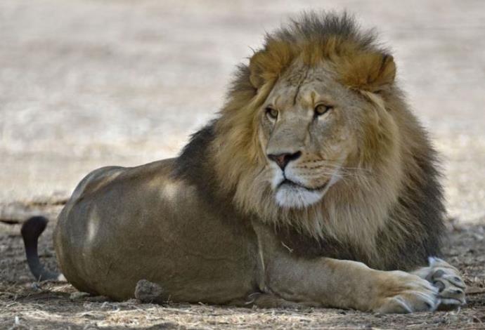 האריה סמוני מהספארי (צילום:  טיבור יגר)