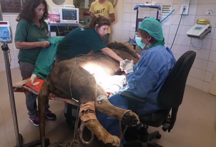 האריה סמוני במהלך ניתוח (צילום:  דוברות הספארי)