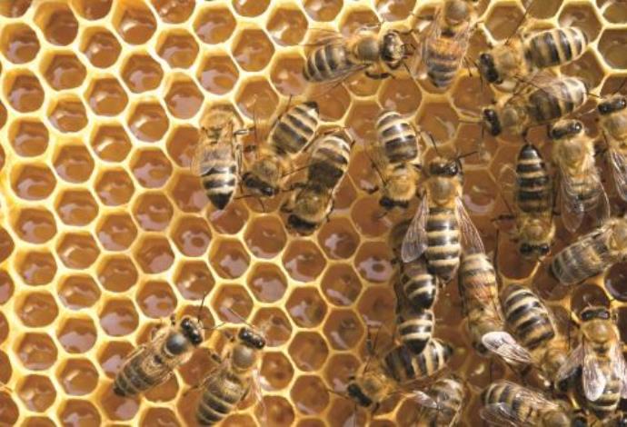דבורים, דבש (צילום:  אינגאימג)