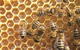 דבורים, דבש (צילום: אינגאימג)