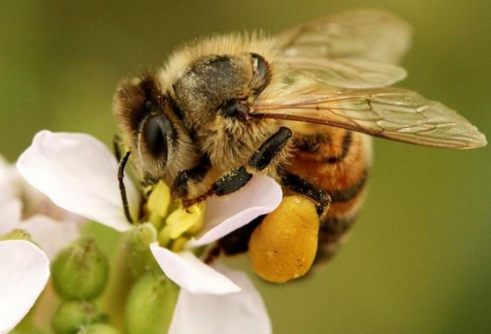 דבורת הדבש (צילום:  אבי בן זקן)