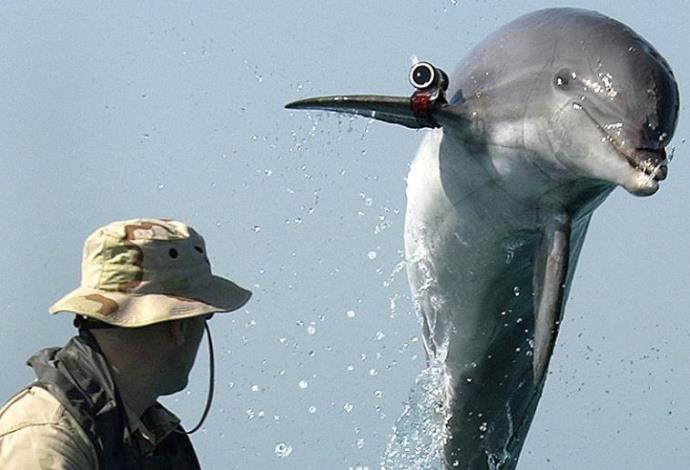 דולפין ריגול אמריקאי (צילום:  ויקיפדיה)
