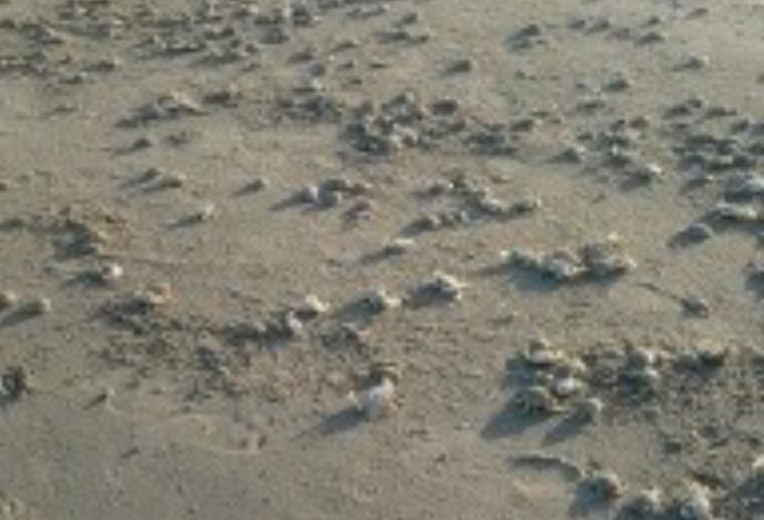 הסרטנים המתים בחוף עכו (צילום:  אינה לובין)