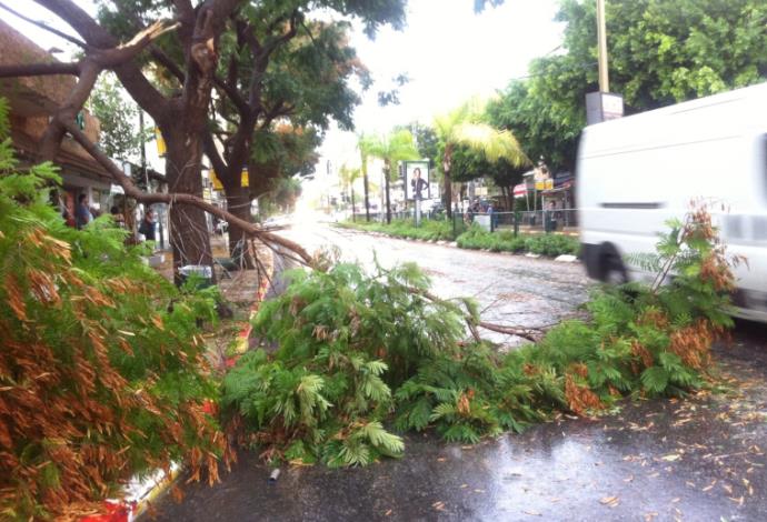 עץ קרס ברחוב הראשי בכפר סבא (צילום:  סער ורדי)