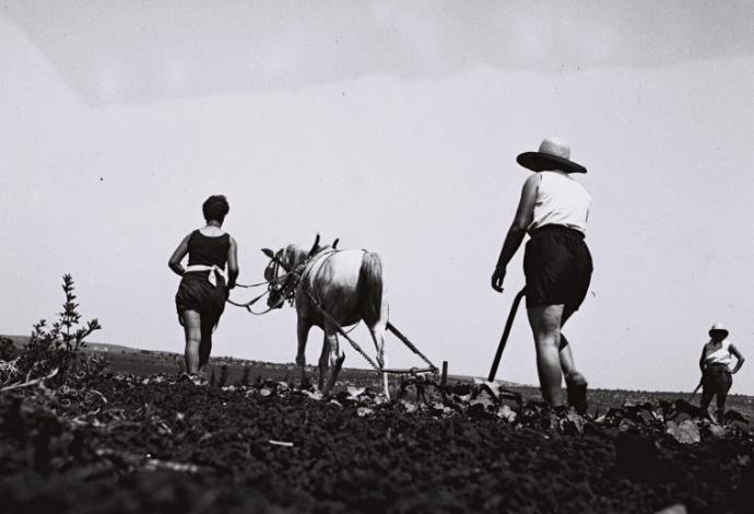 חברי קיבוץ עין חרוד עובדים בשדה (צילום:  זולטן קלוגר, לע"מ)