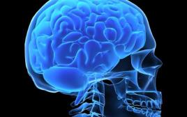 מוח, גולגולת, המוח האנושי (צילום: ingimage/ASAP)