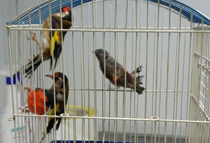 הציפורים המוברחות שנתפסו ע"י פקחי משרד החקלאות (צילום:  ד"ר צביקה אבני, משרד החקלאות)
