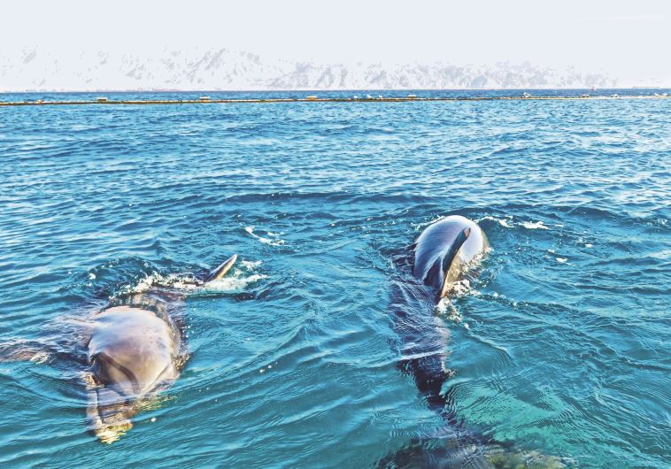 ריף הדולפינים באילת. צילום: מיטל שרעבי
