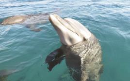דולפין, ריף הדולפינים (צילום: מיטל שרעבי)