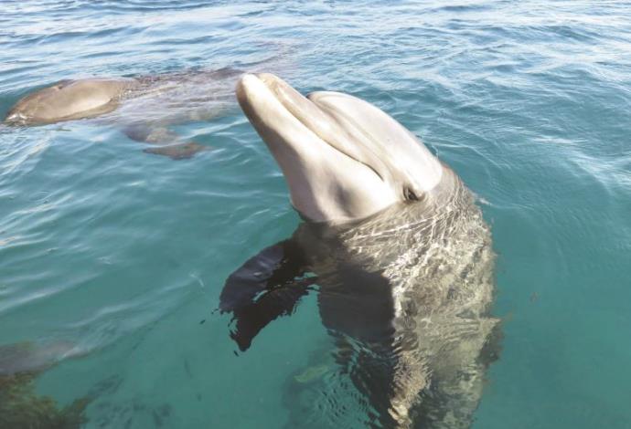 דולפין (צילום:  מיטל שרעבי)