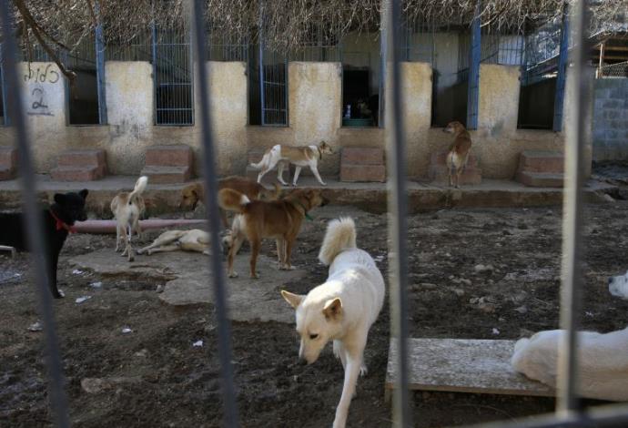 כלבים במקלט ליד ירושלים (צילום:  נתי שוחט, פלאש 90)