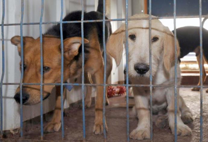 כלבים בהסגר (צילום:  יגאל לוי)