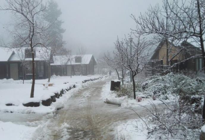 שלג במרום גולן  (צילום:  שפי מור)
