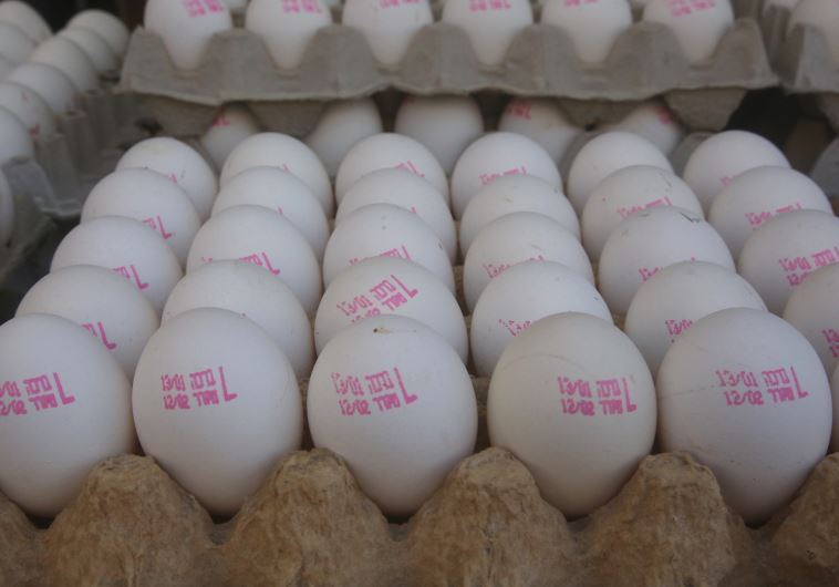 ביצים (צילום: מרק ישראל סלם)