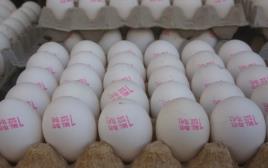 ביצים (צילום: מרק ישראל סלם)