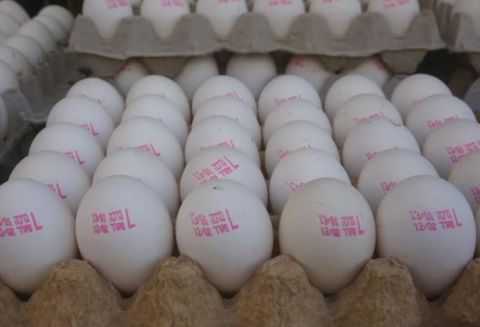 ביצים (צילום:  מרק ישראל סלם)