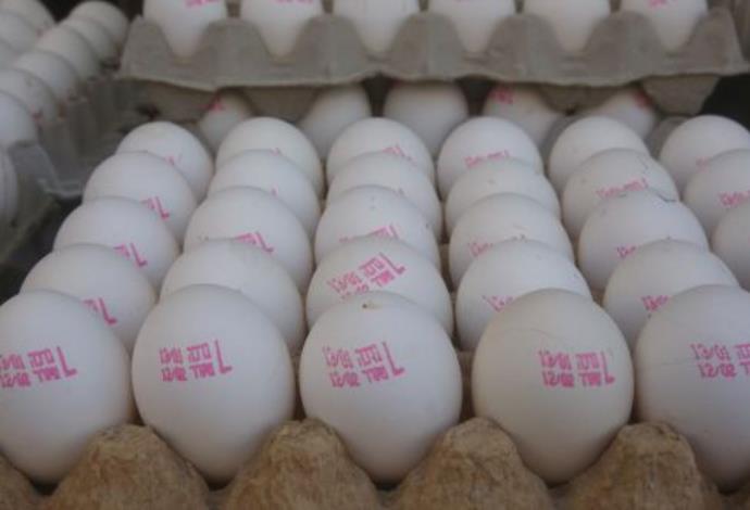 ביצים (צילום:  מרק ישראל סלם)