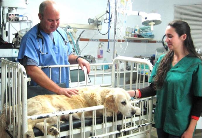 ד"ר גיל שביט ונועה ממן מטפלים בכלב (צילום:  יח"צ)