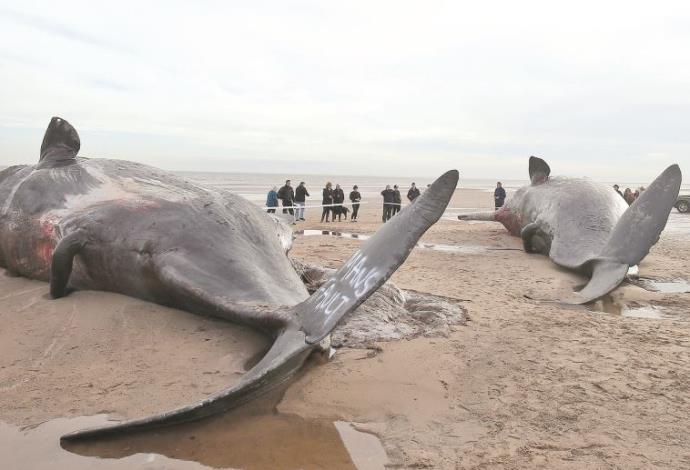 לווייתן מת על החוף בהודו (צילום:  רויטרס)