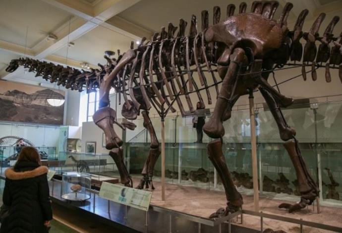 דגם של שלד דינוזאור במוזיאון לטבע (צילום:  Getty images)
