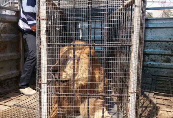אריה שהועבר מגן החיות בעזה לגן החיות בטול כרם (צילום:  רשות המעברים במשרד הביטחון)