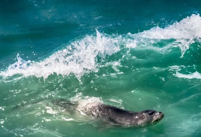 כלב ים נזירי  (צילום:  חגי קרפ)
